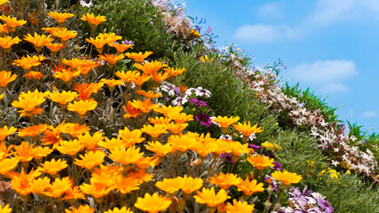 カラフルなお花の坂道