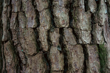 年季を感じる大木の木肌