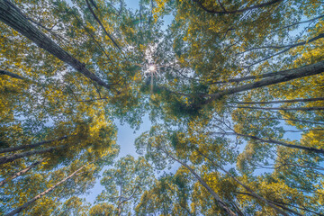 Forest, lush foliage, tall trees. Tree with green leaves and sun light. Bottom view background. Tree below.