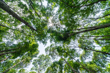 Forest, lush foliage, tall trees. Tree with green leaves and sun light. Bottom view background. Tree below.