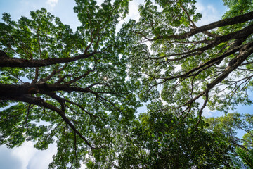 Forest, lush foliage, tall trees. Tree with green leaves and sun light. Bottom view background. Tree below.