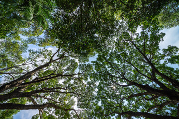 Forest, lush foliage, tall trees. Tree with green leaves and sun light. Bottom view background. Tree below.