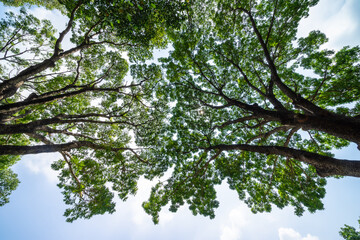 Forest, lush foliage, tall trees. Tree with green leaves and sun light. Bottom view background. Tree below.