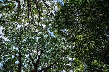 Forest, lush foliage, tall trees. Tree with green leaves and sun light. Bottom view background. Tree below.