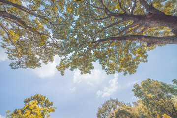 Forest, lush foliage, tall trees. Tree with green leaves and sun light. Bottom view background. Tree below.