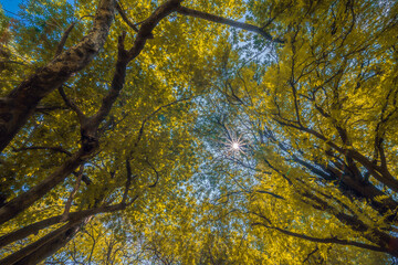 Forest, lush foliage, tall trees. Tree with green leaves and sun light. Bottom view background. Tree below.
