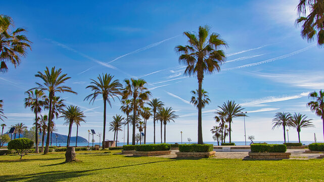 Palmen auf gr&uuml;nem Rasen vor blauem Himmel und Mittelmeer an der Strandpromenade von Cala Millor, Mallorca