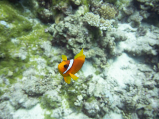 Obraz na płótnie Canvas Red Sea Anemone Fish