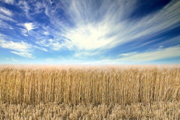 Wheat flied panorama with blue sky