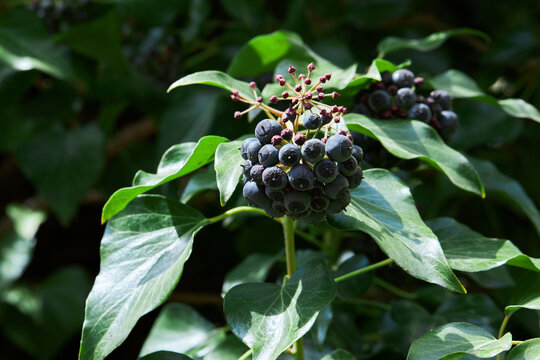 Close-up view of the blueish-black berries of an Ivy Vine, Hedera Hibernica. Green plant Irish ivy  also known as Atlantic ivy, Boston Ivy