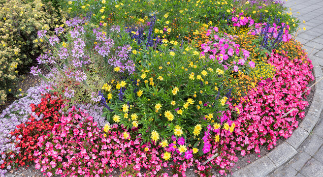 colorful flower bed, beside the road. with pink impatiens and begonias, tagetes salvia and yellow marguerites