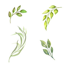 Fototapeta na wymiar Watercolor illustration, isolated branch, green leaves, algae.