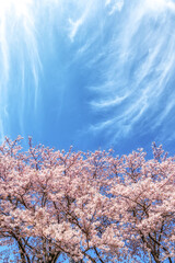 cherry blossom in haemicheon stream