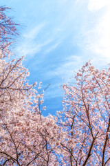 cherry blossom in haemicheon stream