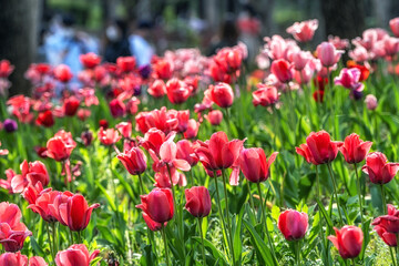 seoul forest tulip flowers