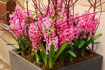 Plenty of beautiful pink hyacinth flowers growing in the pot. Potted decorative plants