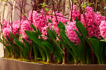 Obraz premium Plenty of beautiful pink hyacinth flowers growing in the pot. Potted decorative plants