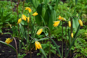 Yellow flowers of the perennial Tulipa biebersteiniana