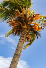 Tree with ripe orange king coconuts