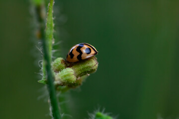 ladybug on green leaf background