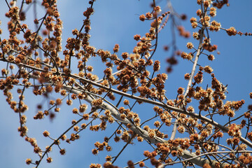 Branches of Acer saccharinum or Silver maple with flowers against blue sky