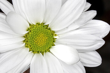 Obraz premium Close up of white daisy