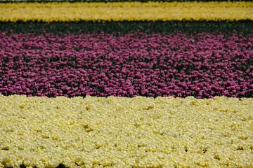 Fototapeten Tulpenveld in Flevoland - Tulip field in Flevoland © Holland-PhotostockNL