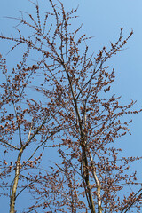 Flowering Acer saccharinum or Silver maple tree against blue sky