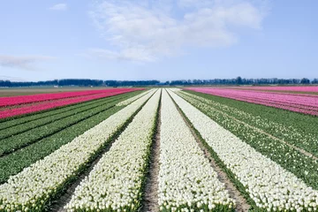 Foto auf Leinwand Tulpenveld in Flevoland - Tulip field in Flevoland © Holland-PhotostockNL