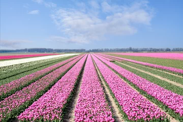 Foto auf Alu-Dibond Tulpenveld in Flevoland - Tulip field in Flevoland © Holland-PhotostockNL
