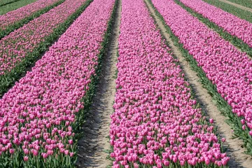 Wandaufkleber Tulpenveld in Flevoland - Tulip field in Flevoland © Holland-PhotostockNL
