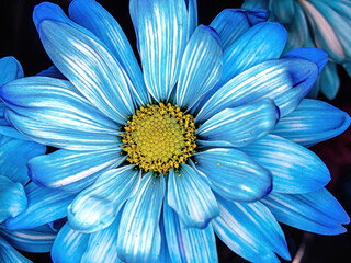 Up close to a blue daisy