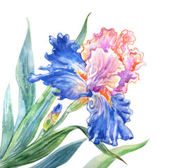 Pink blue iris, watercolor illustration isolated on white background.