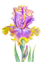 Purple yellow iris, watercolor illustration isolated on white background.