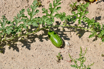 Obraz premium watermelon plant with one fruit growing on soil