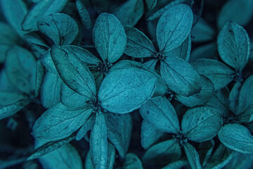 A dark view of autumn plants showing up in spring