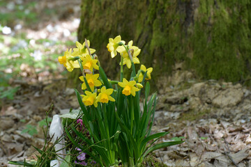 frische urnenbestattungsstelle im ruhewald rheinhessische schweiz