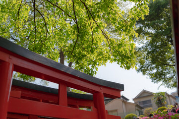東京都文京区根津にある神社のたくさんの鳥居の景色
