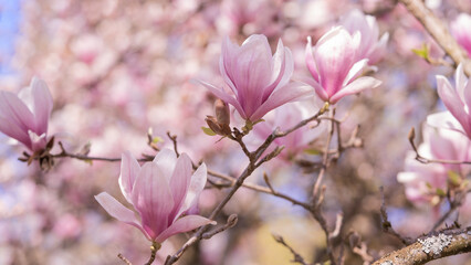 Flowers tress background banner panorama - Beautiful close up of blooming magnolia branch in spring.