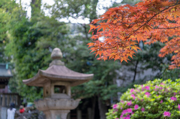 東京都文京区根津の紅葉の景色
