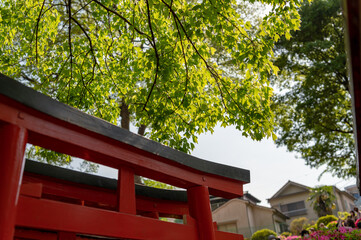 東京都文京区根津にある神社のたくさんの鳥居の景色