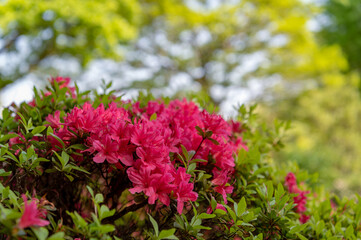 東京都文京区根津に咲く満開のツヅジ