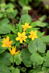 Yellow flowers in spring in the forest. Primroses. Selective focus.