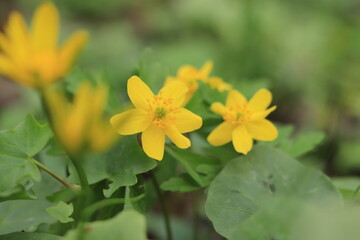 Obraz premium Yellow flowers in spring in the forest. Primroses. Selective focus.