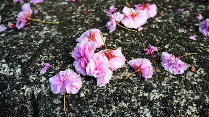 八重桜　花びら