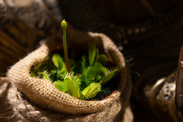 Venus flytrap - a carnivorous plant. The plant sprouts a flower in a linen bag. Close up on a predatory plant on dark background, Dionea Venus flytrap, selective focus. © Justyna Walak