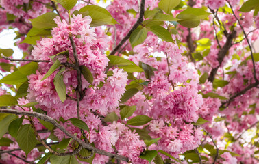 Fototapeta premium Hermosas flores rosáceas de un árbol cerezo durante la primavera en el mes de abril