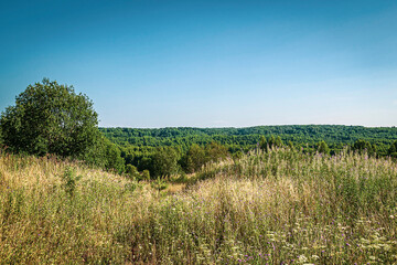 summer forest landscape