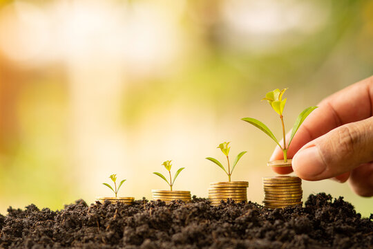 Hand holding a coin with a tree on the ground, investment concept, money grows.