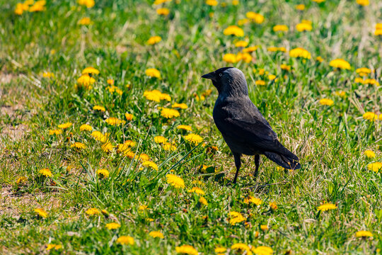 A black jackdaw isolated in a meadow